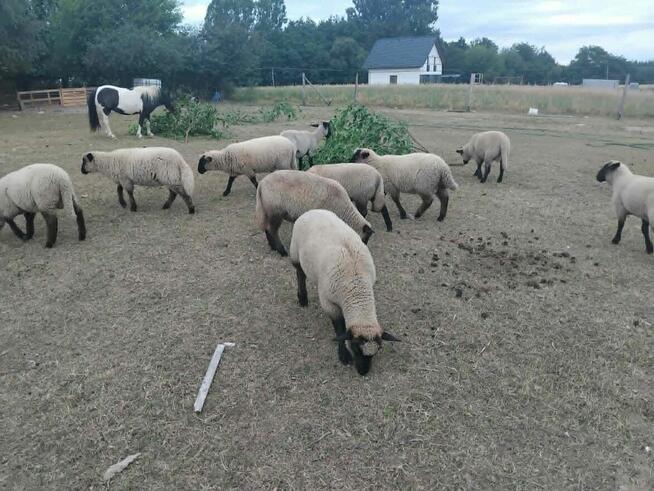 Sprzedam Jagnięta, Tryki. Czrnołówka, Suffolk, ojciec Oxsfor