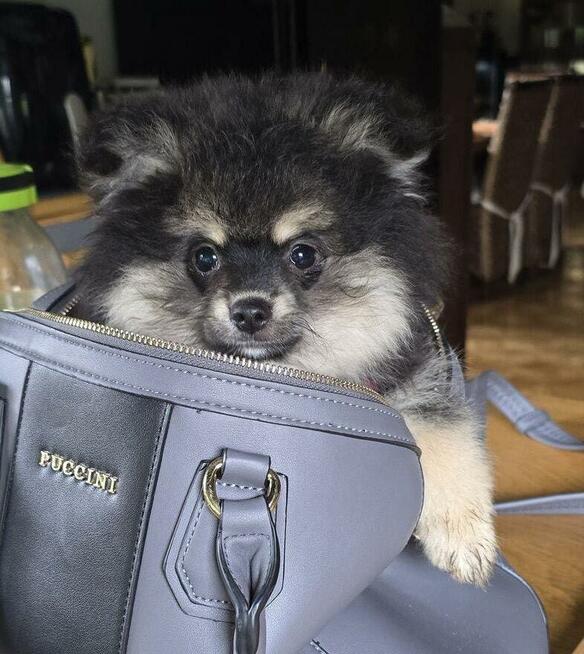 Szpic miniaturowy ,pomeranian piesek blac tan
