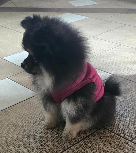 Szpic miniaturowy ,pomeranian piesek blac tan