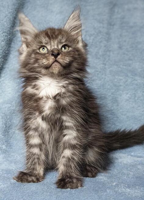 Maine Coon kocurek fpl