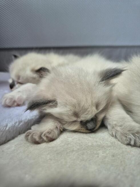 Kocięta Ragdoll