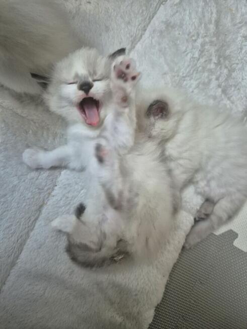 Kocięta Ragdoll