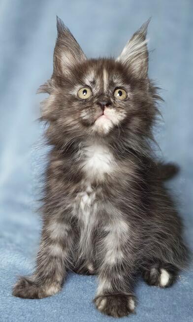 Maine Coon kotka fpl