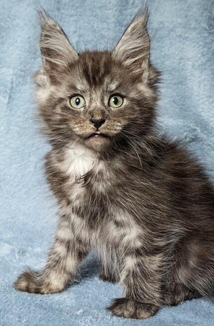 Maine Coon kocurek fpl