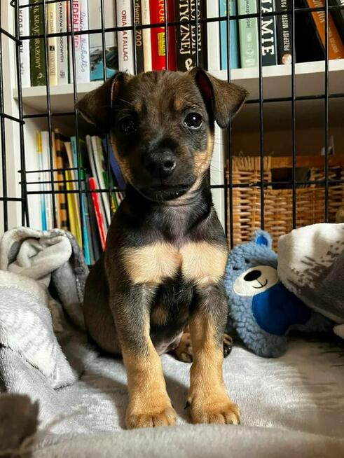 Rudzia i Bryś-filigranowe szczeniaki do adopcji