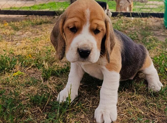 Beagle tricolor