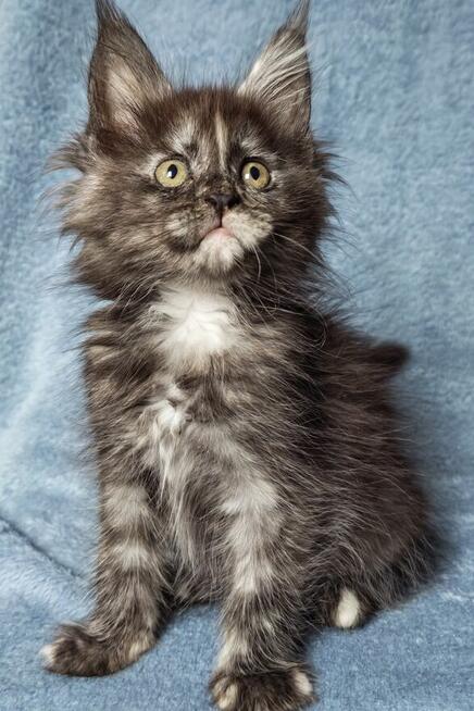 Maine Coon kotka fpl