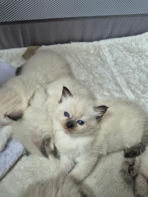 Kocięta Ragdoll