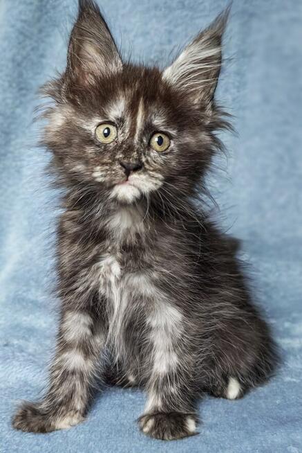 Maine Coon kotka fpl