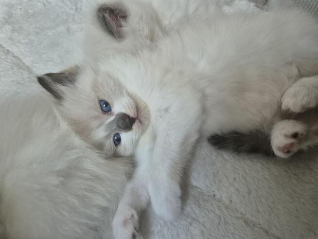 Kocięta Ragdoll