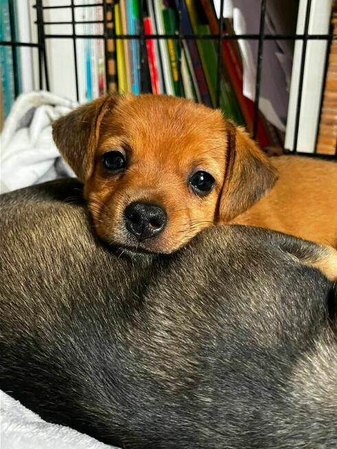 Rudzia i Bryś-filigranowe szczeniaki do adopcji