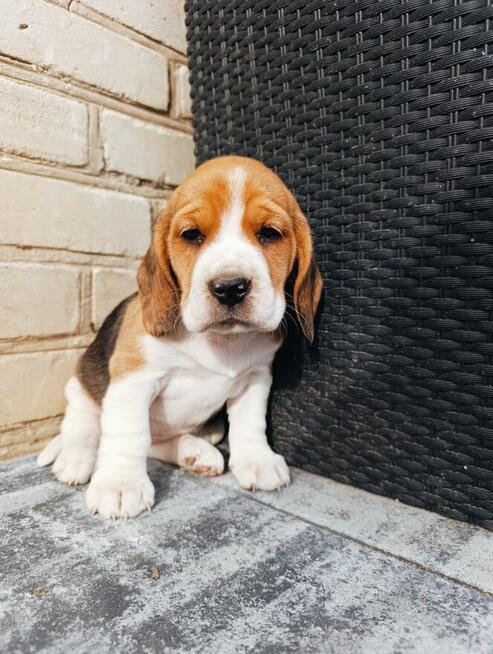 Beagle tricolor