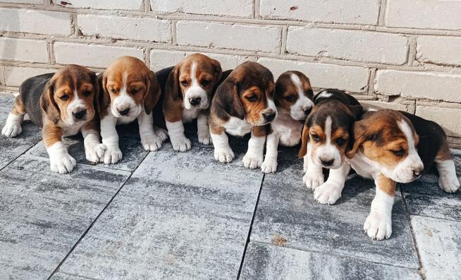 Beagle tricolor