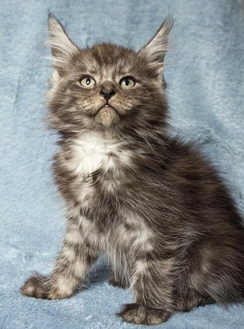 Maine Coon kocurek fpl