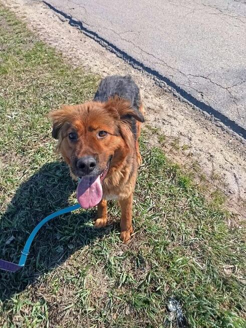 Diora do adopcji