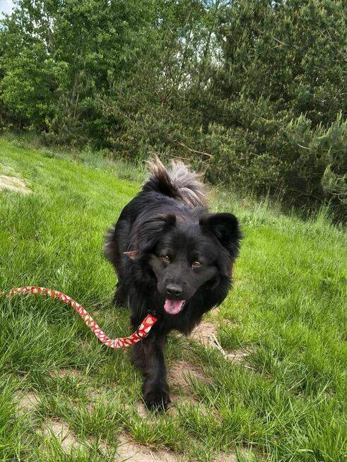 Kruczek do adopcji