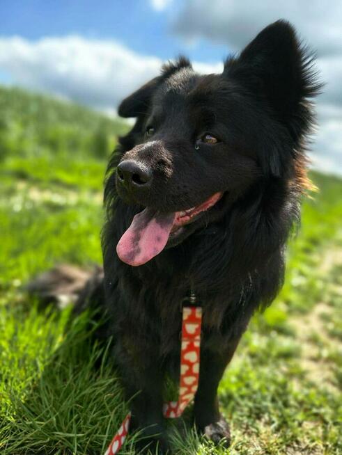 Kruczek do adopcji