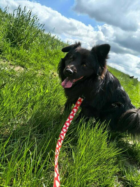 Kruczek do adopcji