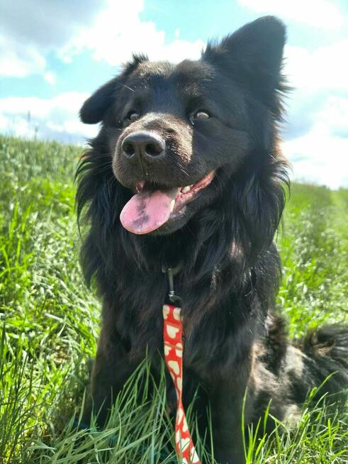 Kruczek do adopcji