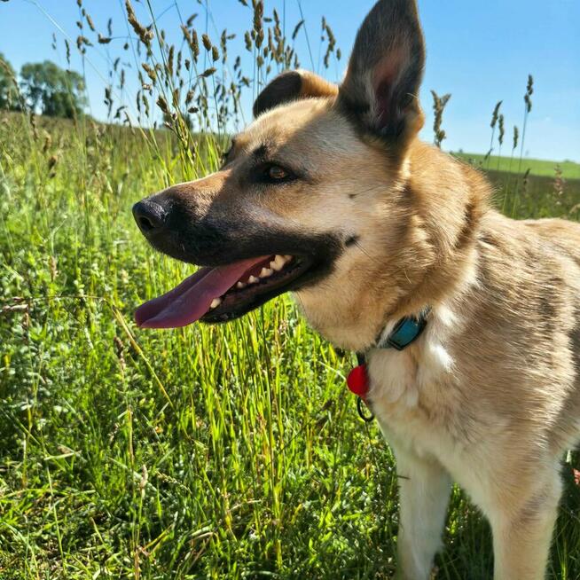 Frytka do adopcji