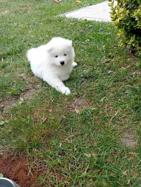 SAMOYED SZCZENIĘTA