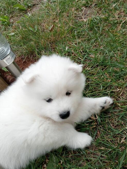 SAMOYED SZCZENIĘTA