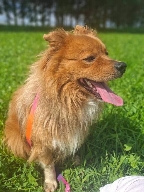 Promyk do adopcji