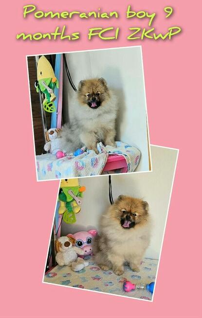 Szpic Miniaturowy Pomeranian