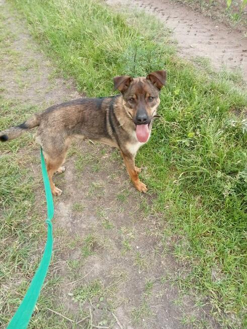 Klops do adopcji