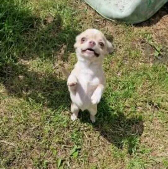 Chihuahua śliczna kremowo biała suczka