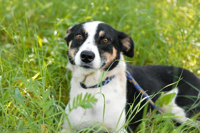 Pepsi - całe życie w schronisku, super sunia do adopcji