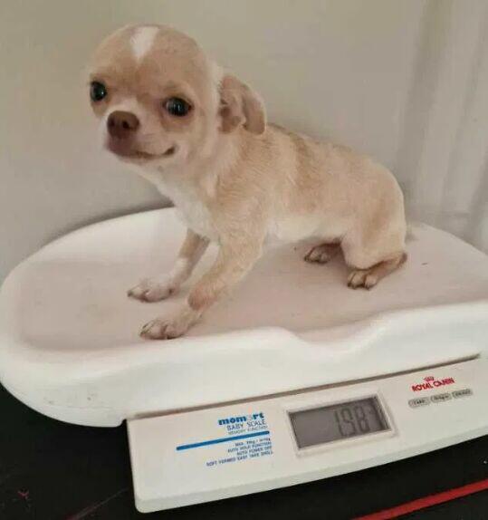 Chihuahua śliczna kremowo biała suczka