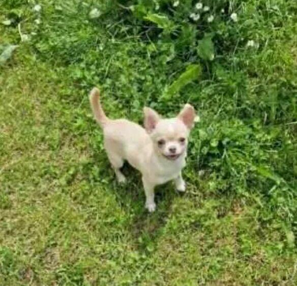 Chihuahua śliczna kremowo biała suczka