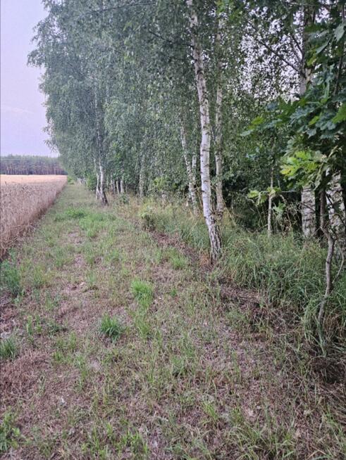 Działka rolno-budowlana 1,52 ha Dąbrowa gm. Ludwin