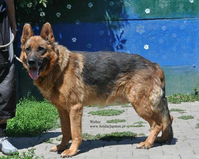 Wolter
