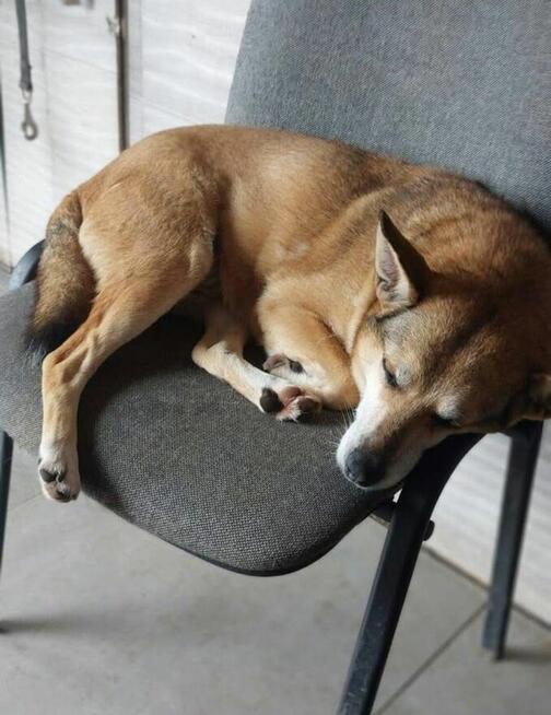 Hela - niekonfliktowa, spokojna sunia do adopcji!