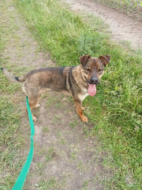 Klops do adopcji
