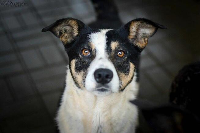 Pepsi - całe życie w schronisku, super sunia do adopcji