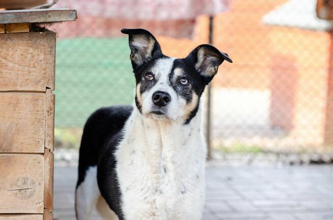 Pepsi - całe życie w schronisku, super sunia do adopcji