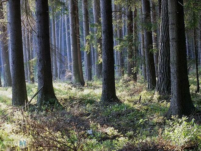 Działka leśna Chmielnik Sędziejowice