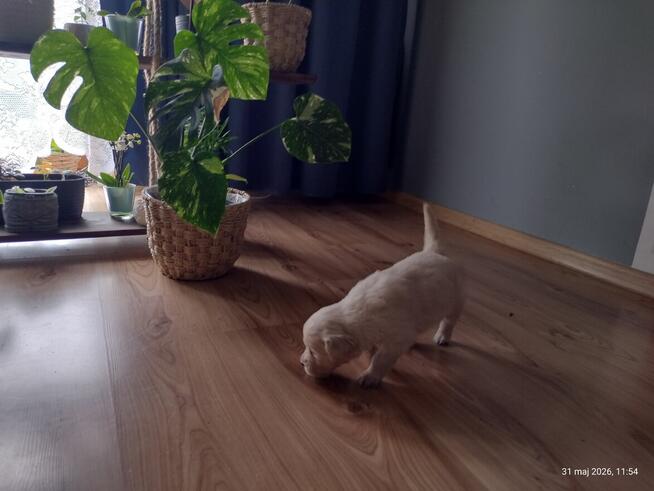 Golden Retriever suczka ZKwp