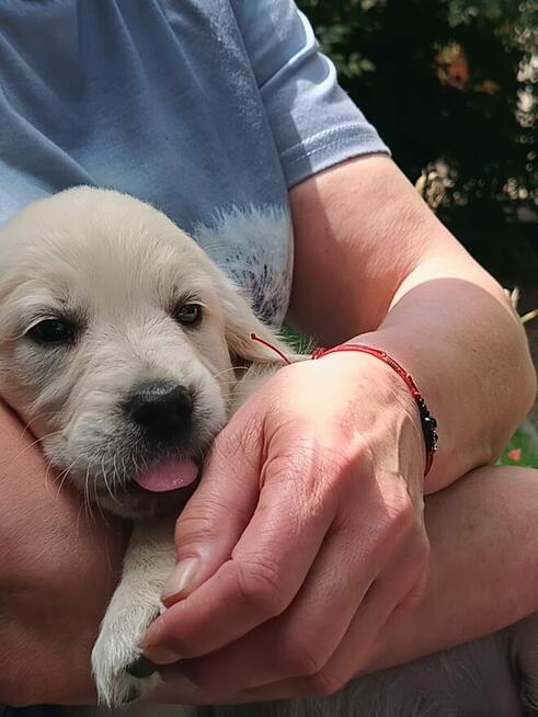 Golden Retriever suczka ZKwp