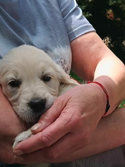 Golden Retriever suczka ZKwp