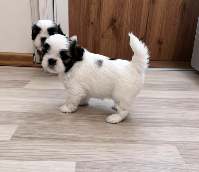 Shih tzu suka l dziewczynka przebadane zdrowe