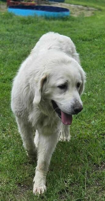 Owczarek podhalański sunia szuka domu schronisko Zgierz-