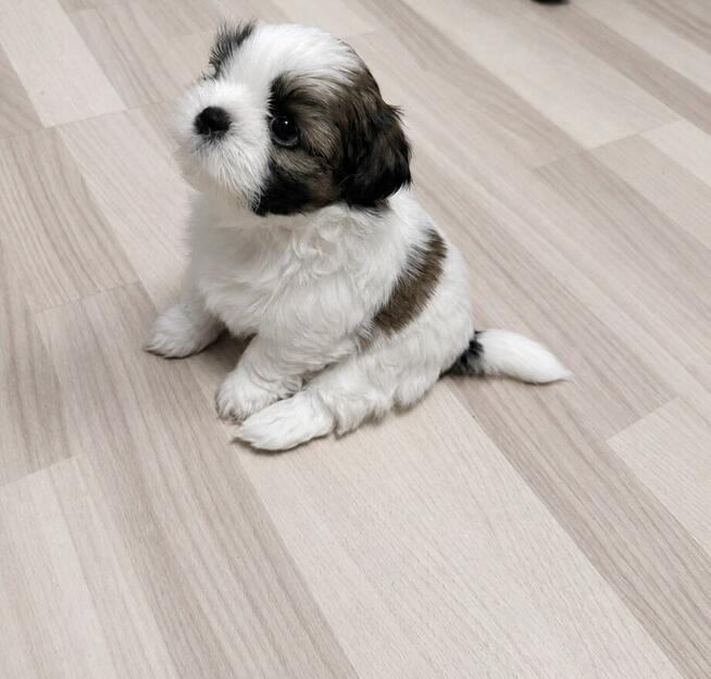 Shih tzu suka l dziewczynka przebadane zdrowe