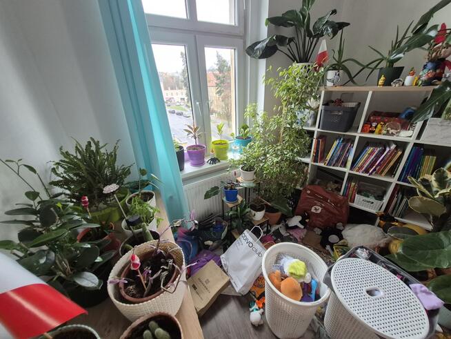 Syndyk sprzeda udział 1/2 Łukasińskiego Świdnica