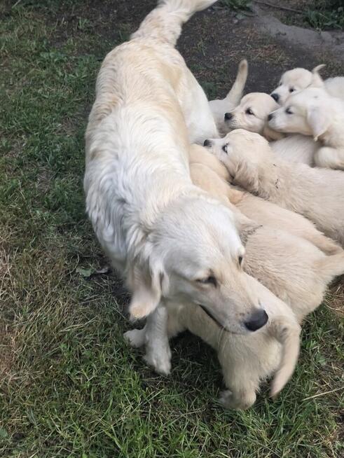 Sprzedam Golden Retriever szczeniaki