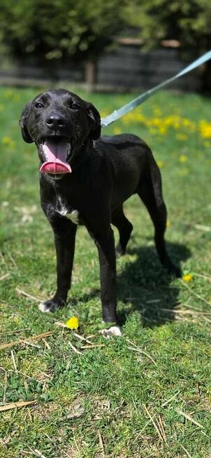 Labrador mix Grzybek -szuka domu schronisko Zgierz -akltualne