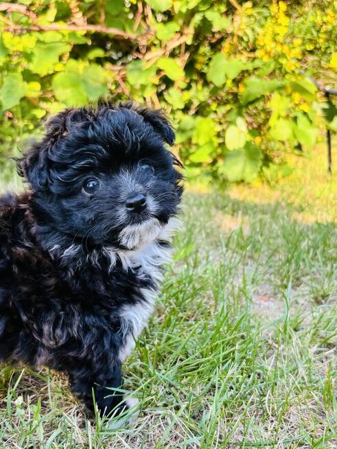 Pomachon - hybryda Bichon Frise i Pomeranian